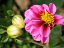 20061114140120-flor.jpg